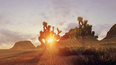 Joshua trees and red rocks at sunset. Time lapse