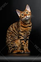 Bengal cat sitting on black and cute looking