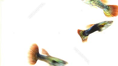 Guppy fish swimming on white background