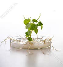 Plant growth