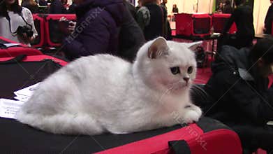 Pets show