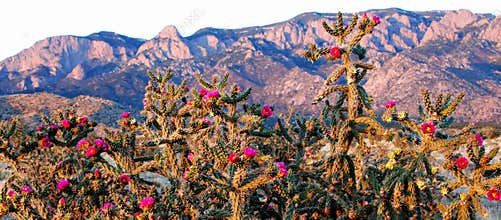 Pink Cactus Blooms at Purple Pink Blue Sandia Mountains