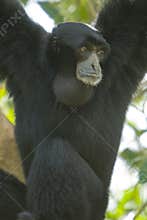 Black gibbon in tree