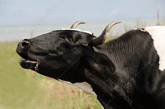 Cow mooing in field