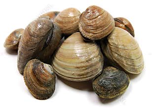 Clams