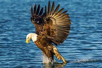 Fishing Eagle