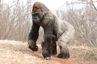 Gorilla male