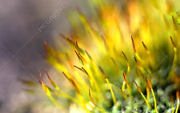 Green moss macro background
