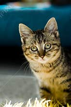 Curious kitten