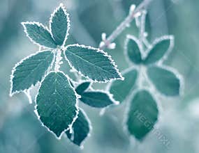 Frosty Leaves
