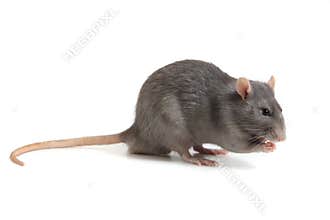 Gray rat isolated on white background