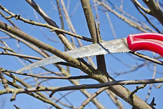 Cut prune apple tree branch in spring garden with handsaw