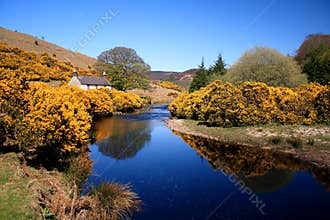 Spring in Ireland