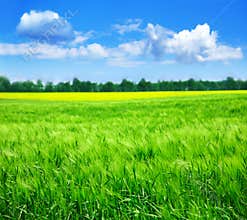 Summer landscape