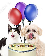 Dog and Cat Eating Birthday Cake