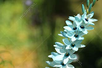Blue flowers found in an Australian garden