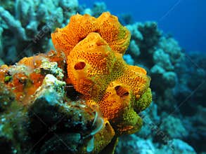Coral reef with beautiful great orange sea sponge, underwater