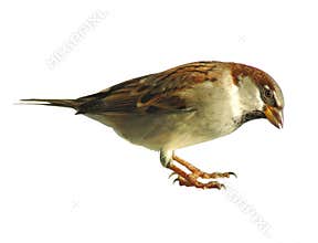 Sparrow Isolated