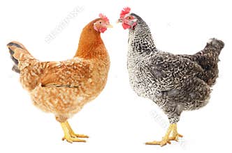 Two hens
