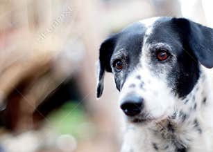 Dalmatian dog no purebred