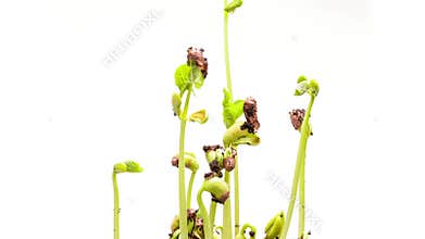 Timelapse of growing plants over white backround