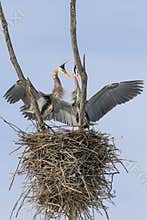 Great Blue Heron Nesting Pair