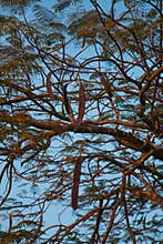 Carob trees