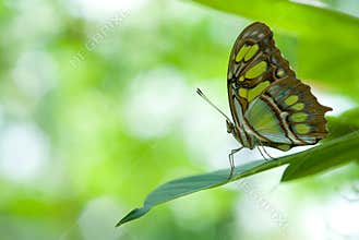 Beautiful butterfly