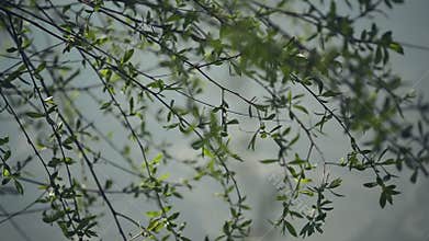Willow Branches Swinging in the Wind by the River on a Bright Day at The Beginning of the Spring