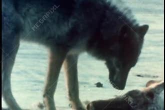 Wolf eating caribou carcass