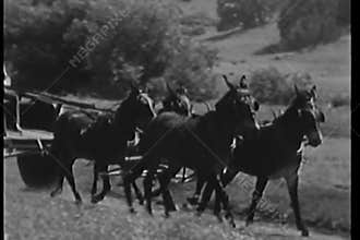 Man driving horse drawn wagon on country road