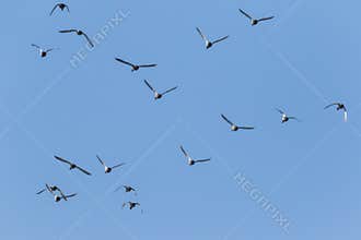 China Changchun, Jilin Yitong Mallard