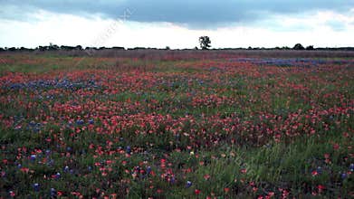 Wildflowers Springtime Horizon Rural Countryside Flat Clouds