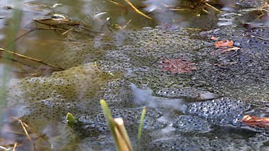 Green frog's spawn in pond, Netherlands