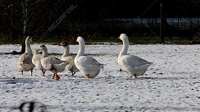 White geese dutch winter landscape