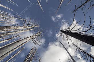 Wildfire – Burned trees in forest in USA