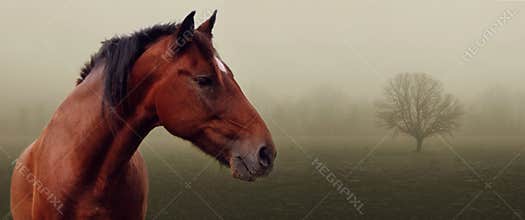 Brown horse in fog