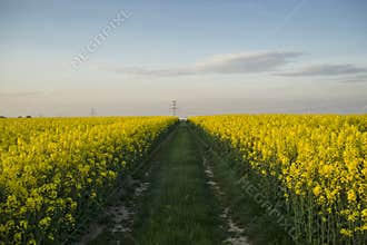 Canola fields