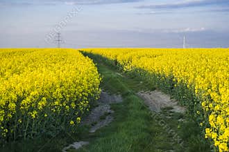 Canola fields