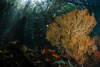 The passage,Raja ampat,Indonesia 04