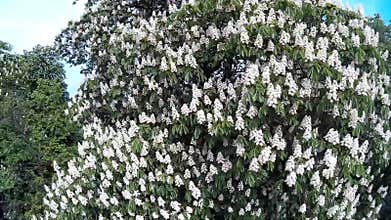 Chestnut tree in blossom