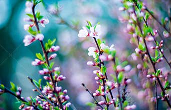Spring pink blooming