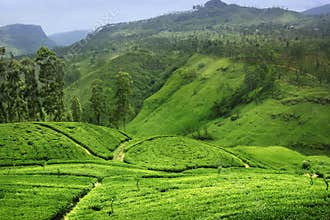 Tea plantation in Sri Lanka