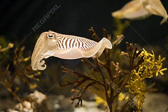 Cuttlefish Close
