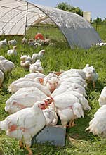 White chickens