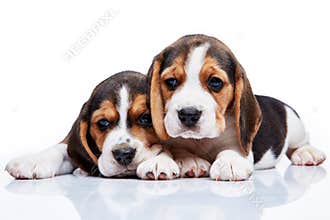 Beagle puppies on white background