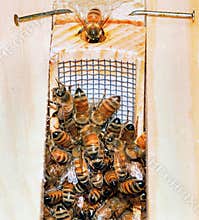 GETTING A NEW QUEEN BEE