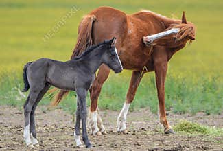 Mare and Her Foal