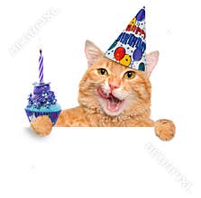 Birthday cat .