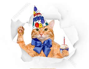 Birthday cat .